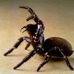 이해할것도없이 혐오스러운 사진(혐짤경고)(4)