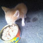 ★★★★★★길냥이 <b>먹이</b> 뭘 주면 좋죠? 새끼인데.. 얘 굶어죽을까봐...