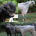 (수정,자료더올림)★★★신기한동물편★★★