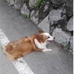 좁은 차안에서 18시간 넘게 방치되다 숨을 거둔 반려견 "<b>모니</b>"