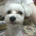 <b>두부</b>를 찾아주세요!!!!!!!!!!!!!!!!!!!!!!!!!!