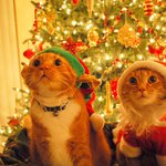 보솜이or쌔끈 <b>come</b> back @@ 귀요귀요미 ㅎㅇ