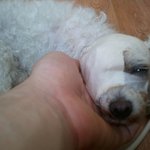 <b>동물</b>학대...여러분 제발 봐주세요