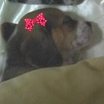 (사진有)★우리집 또또를 소개해여★