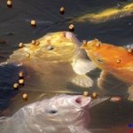 ★☆★☆ 뭐????웃고싶다고??????그럼 일단 <b>click</b> ! ★☆★☆