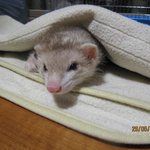 저희집 <b>족제비</b> 꽁지를 소개 합니다 ㅎ♥