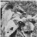 쭤풔 #3 [생체실험. one body, two <b>face</b>]