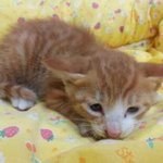 고양이 좋아하시는 분 계신<b>가여</b>^^*