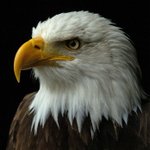 ★★★★★진짜 중요한 일입니다!<b>이글</b>좀 봐주세요!★★★★★