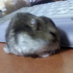 걍 <b>햄스터</b>자랑