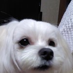 ★☆★☆★☆★☆우리집강아지★☆★☆★☆★☆사진有