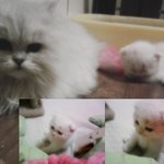 ★함올려보는─◀▶▽◀▶ 우리집고양이─★☆