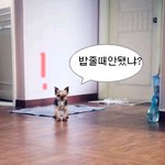 ■■■도리도리스킬쓰는울강쥐■■■