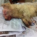 떠돌이개, 백 마리<b>학대</b>ㆍ도살한노인 부부 ‘경악’