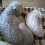 연씨네 7마리 개들 2