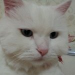 ★☆세마리 고양이와 강아지와의 동거일지!!! ★☆