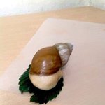 이런달팽이 보셧습니까 저는 처음봅니다