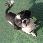 강아지 안락사이후 죄책감에 시달리고 있는 제친구 이야기좀 들어주세요