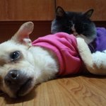 제.<b>친구</b>이자.동생이자.<b>딸</b>이.오늘 하늘나라 갔어요