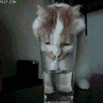 ■■(사진有)너무너무귀여운동물<b>움짤들</b>!■■