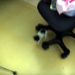 ~★☆<b>새끼</b>고양이 키우실분있나요?☆★~ 사진有!!