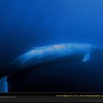 세계에서 가장 굉장한 동물들