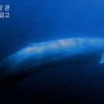 세계에서 가장 <b>xx</b>한 동물들 모음