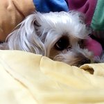 ★☆★☆￥어이,이개좀봐주게￥★☆★☆