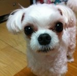 ☆★☆★강아지를 발로<b>찬</b> 개념상실男☆★☆★