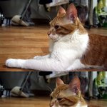 여자인줄 알았던 새로운 나의 룸메이트 냥이