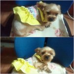 휴가4일차 방콕.. <b>강</b>아<b>쥐</b>에 반란..