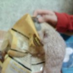 ★ 우리집 고슴도치 똥꼬를 소개합니다 ★
