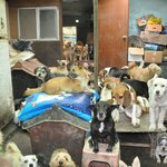 아산 천사원을 아시나요? 주인에게 버림 받은 600여 마리의 생명들이...