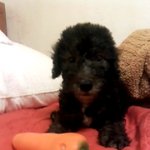 연씨네 7마리 개들 3