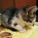 아가냥이 키워주실분~!!!!!!!!!!!!!!?