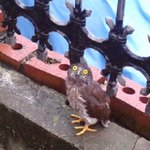 (사진有)  ★천연기념물 <b>부엉이</b>★ 못본체하는 관공서