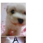 <b>물범</b>분이랑 짤대결~.~