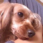 좋았어 심심한데 우리집 <b>애완</b>동물 인증샷 ㅇㅇ