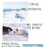 ★☆<b>모피</b>코트 만드려고 인간들에게 죽어가는 동물들☆★