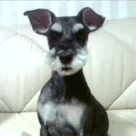 노원구 <b>하계동</b>에서 슈나우저를 분실하였습니다