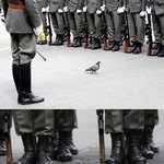 비둘기의 <b>위엄</b>