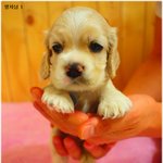 우리 이쁜 <b>꼬물</b>이들 ~ 아메리칸 코카 아가들 보세요 ~