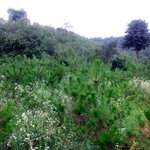 ●●●사진有) 21살청년..나는 소나무를 기르지요★