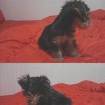 　★선천성 뇌질환에 걸린 우리 강아지를 소개합니다(사진有)