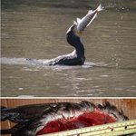 잉여킹의 열일곱번째 이야기. 가마우지 <b>뱃속</b>