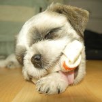 개<b>뼈</b>다구 먹는 <b>소리</b> 하지 말라그래