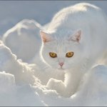 귀여운 고양이들의 <b>위장</b>술 모음