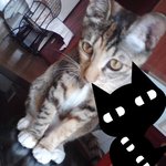 ★★★★★★우리집고양이 잠버릇★★★★★★