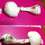 이 <b>버섯</b>이 뭔지 아시나요?