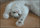 예리 <b>와썹</b>